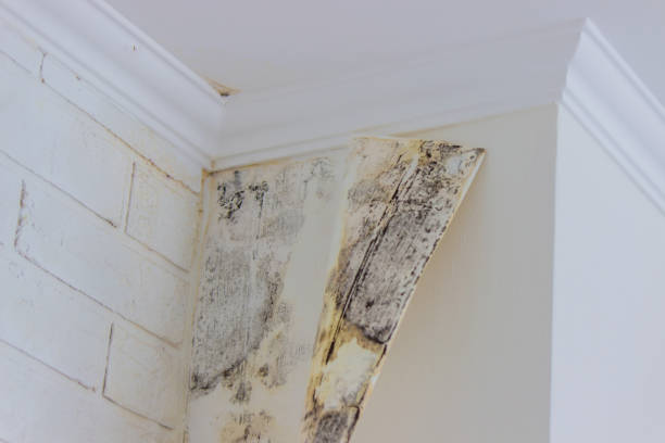 Why You Should Choose Our Mold Remediation Services in Denton, TX